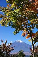 富士山麓の紅葉