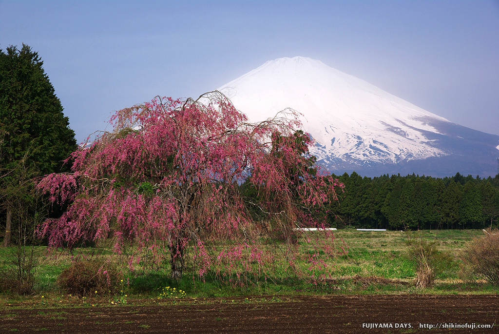 2008年4月 Dsc01952 しだれ桜と富士 御殿場市 富士山壁紙写真館