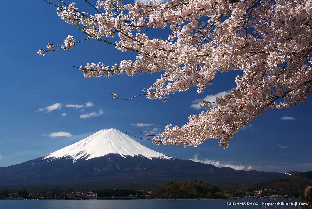 08年4月 Dsc 桜と富士 河口湖 富士山壁紙写真館