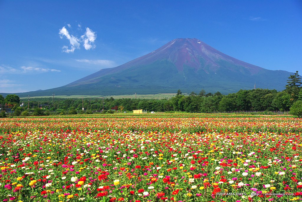 08年8月 Dsc 花畑と富士 富士山壁紙写真館