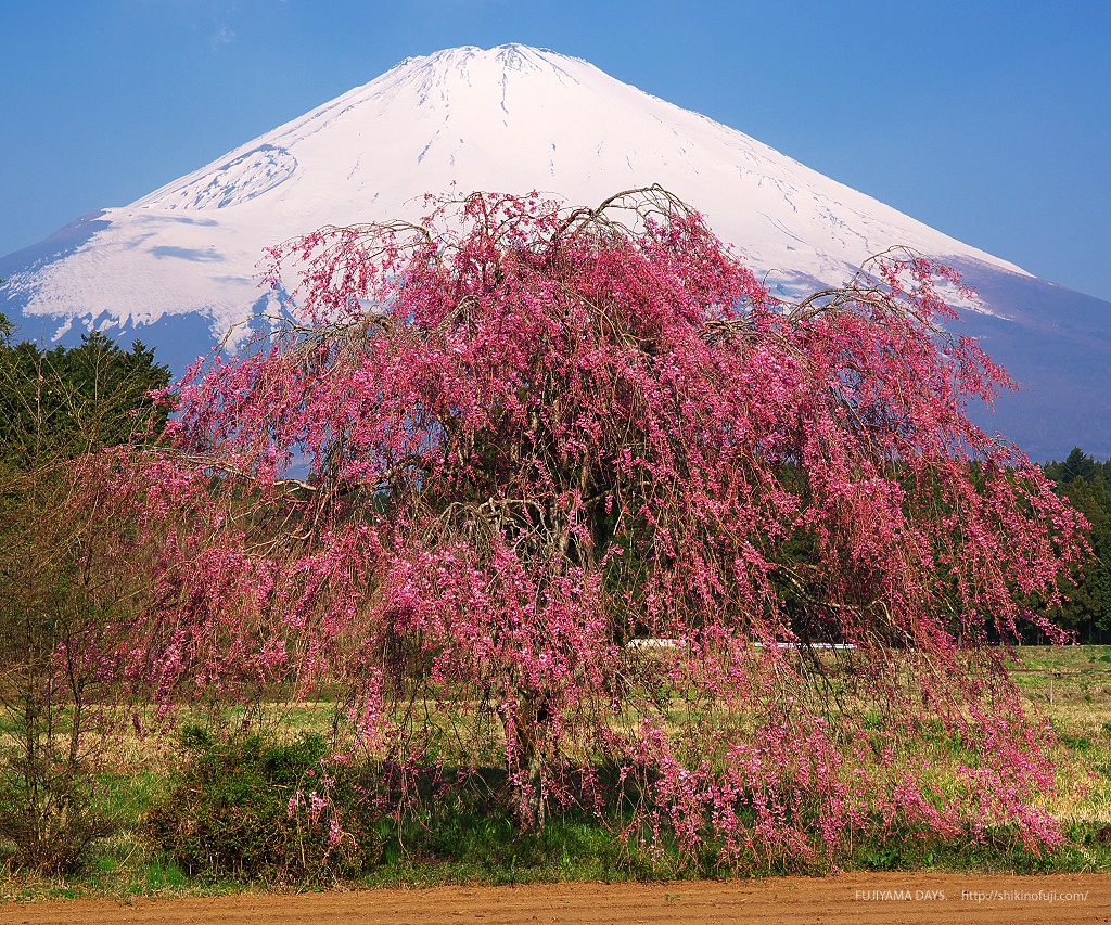 09年4月 Dsc しだれ桜と富士山 富士山壁紙写真館