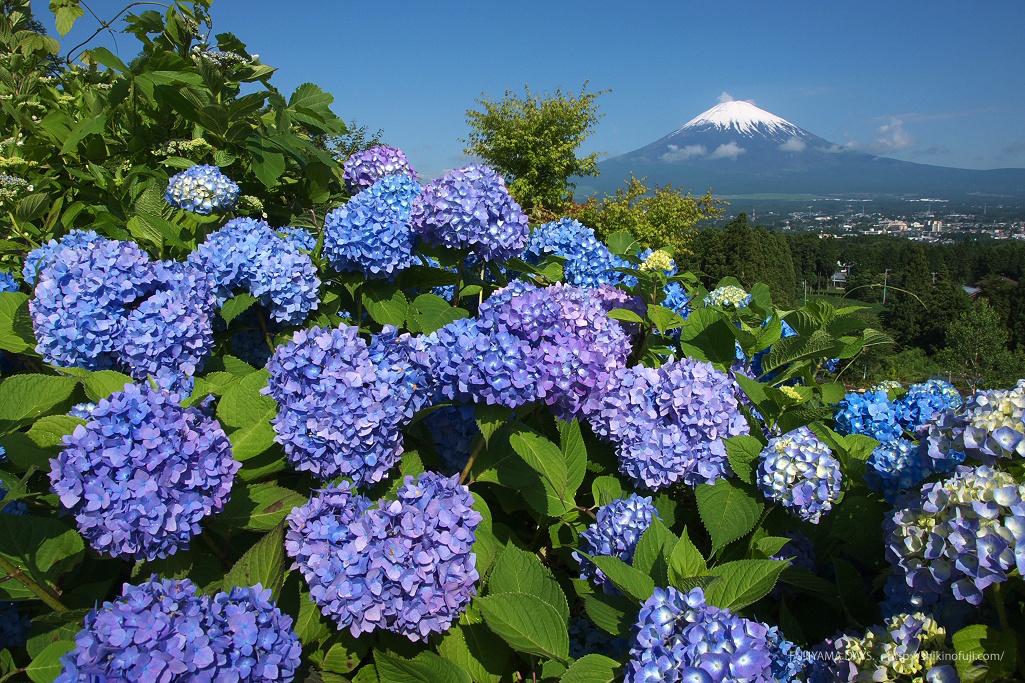 09年6月 Dsc 紫陽花と富士山 富士山壁紙写真館