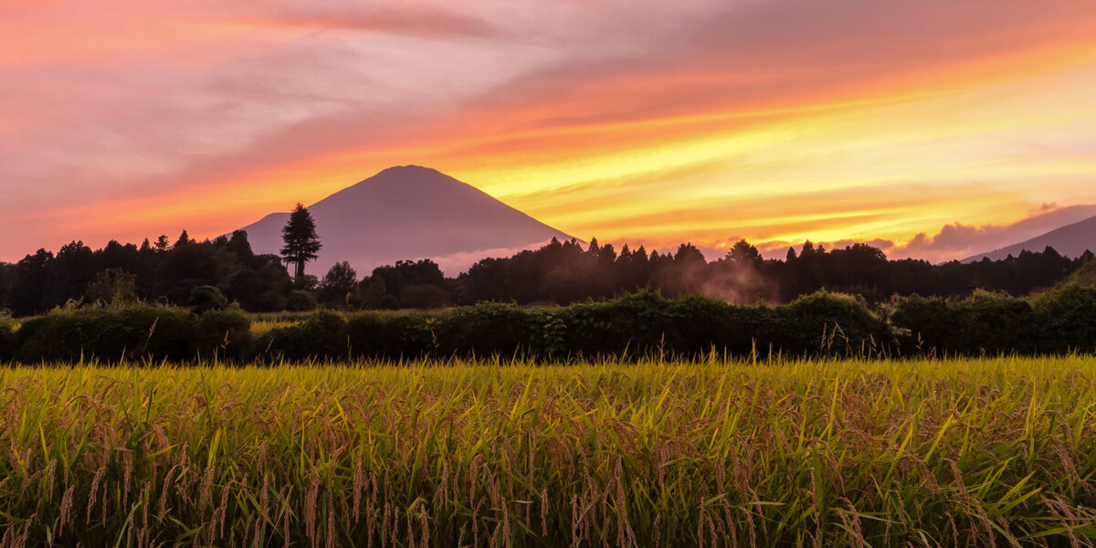 ［秋］実りの秋と夕焼け