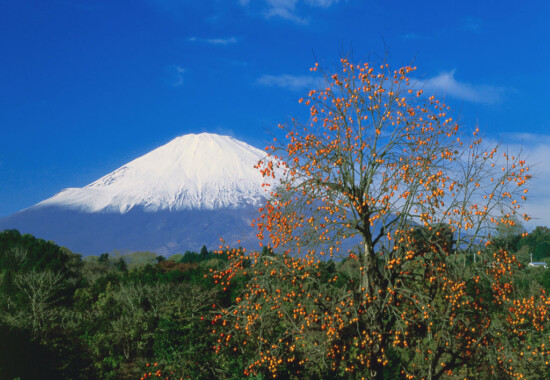 柿と富士山