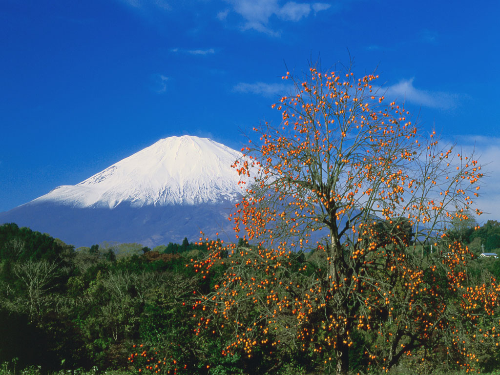 柿と富士山