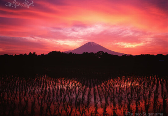 田んぼの夕焼け