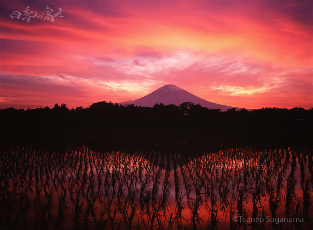 田んぼの夕焼け