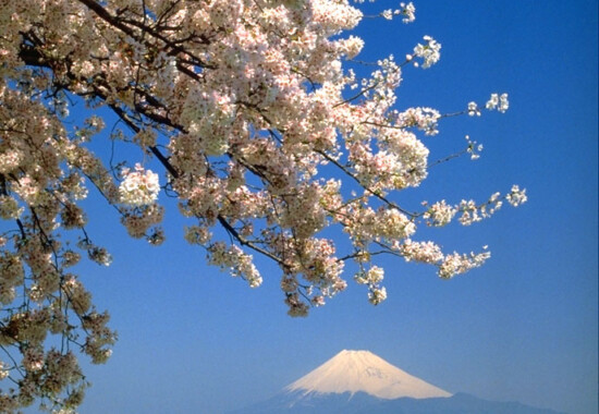 エメラルド色の海と桜