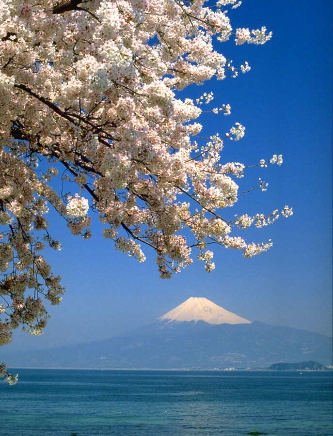 エメラルド色の海と桜