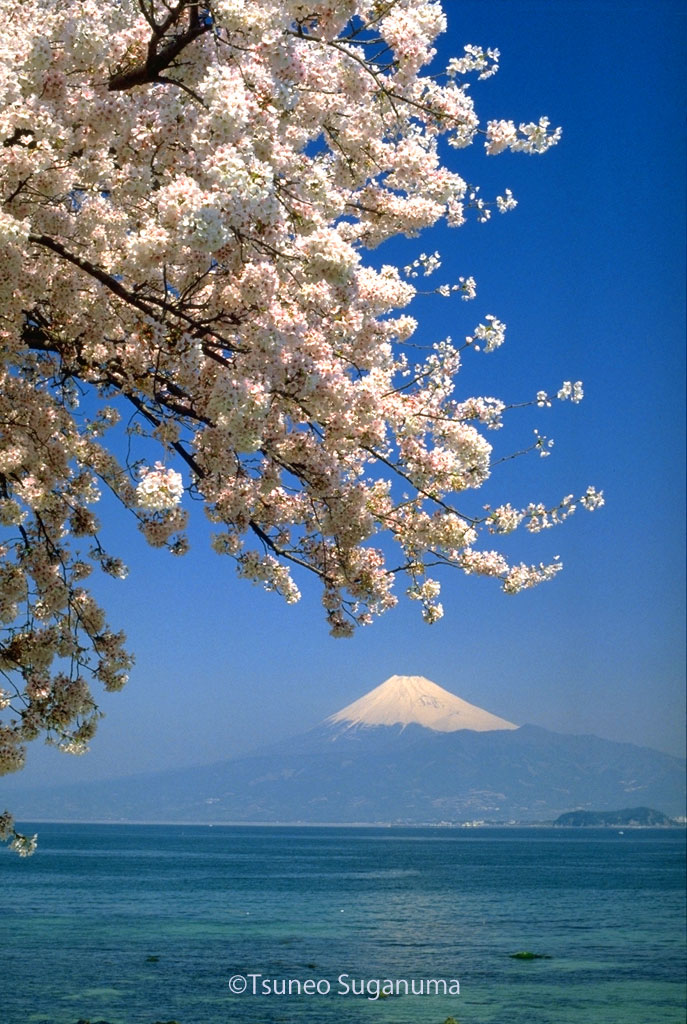 エメラルド色の海と桜