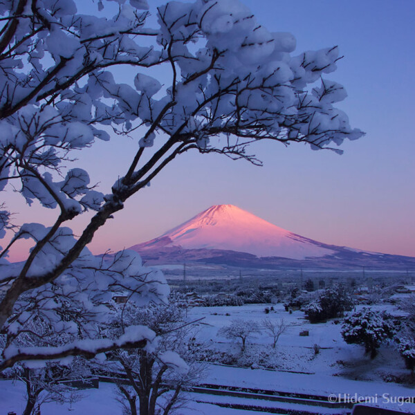 雪の華